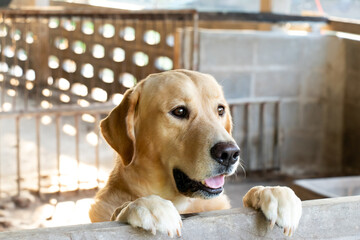 Brown golden retreiver dog stood and wait over the cage