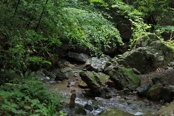 nature in mitake mountain , japan ,tokyo