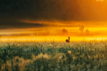 Obraz na płótnie Canvas Roe deer with horns running over agriculture field during sunrise in summer morning with fog