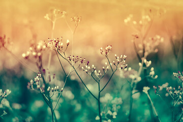 Wild Grass flower blooming at sunrise  ,spring nature wallpaper  background