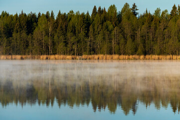 Fototapeta na wymiar Cold summer morning in the forest with lake, forest reflection and mist on the water surface.