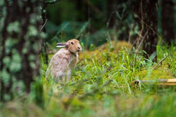 Naklejka na ściany i meble Wild baby hare in dark moody forest (hugh ISO image)