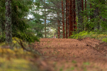 Wild baby hare in dark moody forest (hugh ISO image)