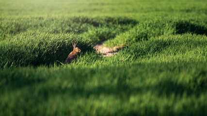 Wild hare in green agriculture field during sunrise