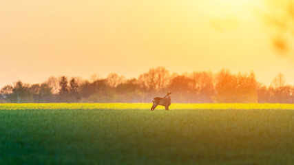 Naklejka na ściany i meble Young roe deer in tall green grass during summer morning