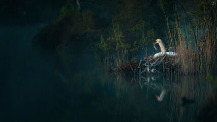 Swan nesting in swamp (high ISO image)