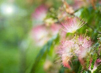 Beautiful pink close-up blossoms of a mimosa tree in Texas summer