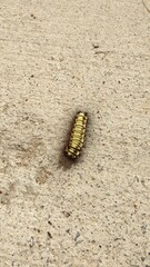 Fire caterpillar. Megalopyge lanata is a moth of the family Megalopygidae. It was described by Caspar Stoll in 1780. 