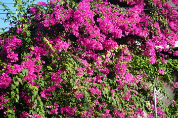 Bougainvillea in Sanur, Bali