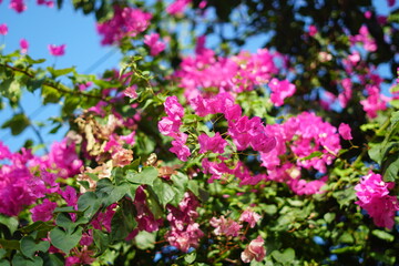 Bougainvillea in Sanur, Bali