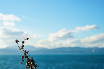 枯れ草　海　素材