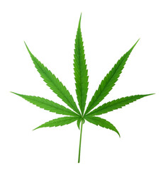 Cannabis leaf, marijuana isolated over white background