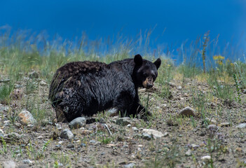 Black bear taking a hillside hike