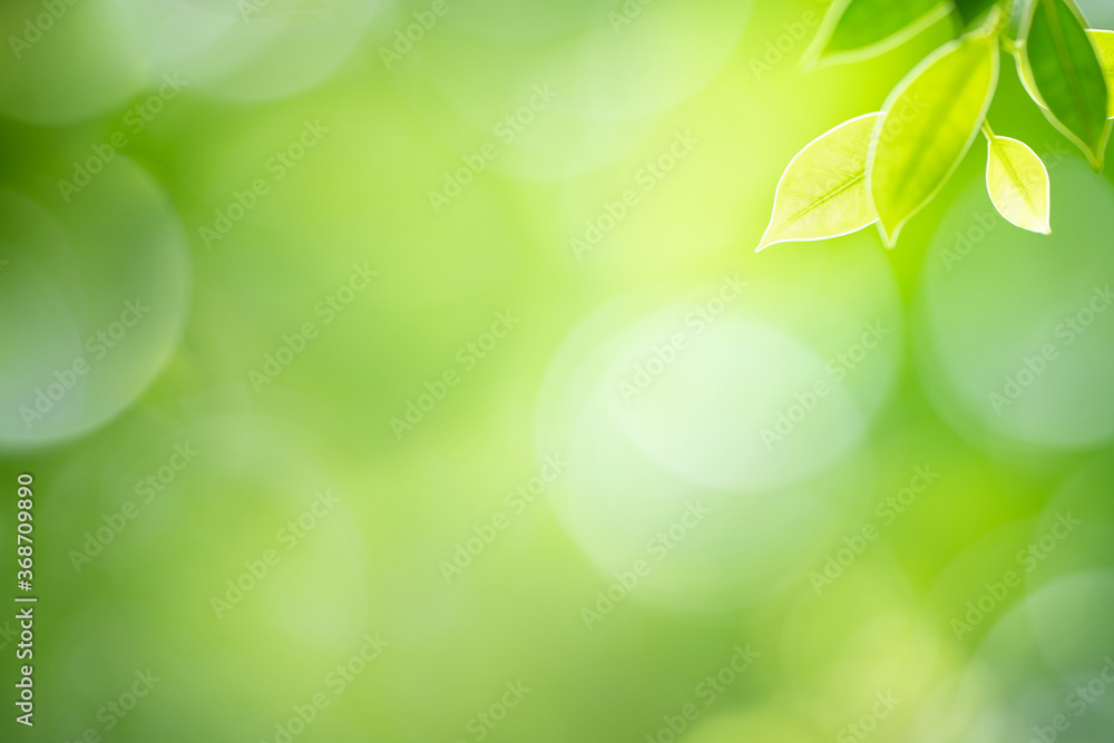 Wall mural fresh green leaf under sunlight for nature on blurred and bokeh background with copy space for text.