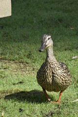 duck in the grass