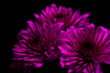 Obraz premium purple chrysanthemum flower