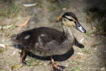 Duckling in park