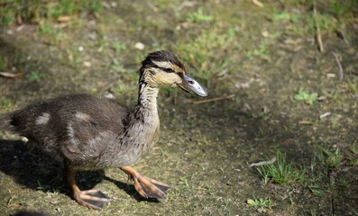 duck on the grass