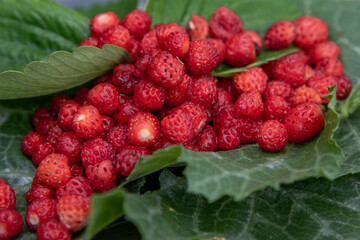 An array of stunning & vibrant wild strawberries. Great for wall art, prints, office, kitchen art. 