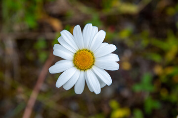 Perfect white & yellow daisy flower in the summertime in northern Canada. 