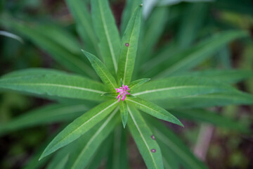 Fototapeta premium Fireweed leaf with flower bud emerging from the middle of the leaf. 