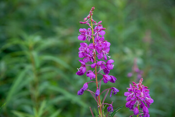 Fototapeta premium Stunning purple Fireweed flowers seen in the summertime in northern Canada, Yukon Territory. 