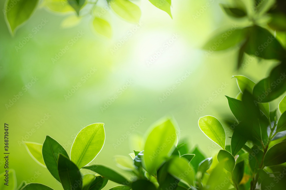 Wall mural fresh green leaf under sunlight for nature on blurred and bokeh background with copy space for text.