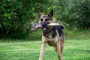 Adorable German Shepard dog playing with a stick on green grass in the summertime. 