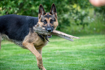 Adorable German Shepard dog playing with a stick on green grass in the summertime. 
