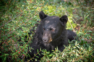 Fototapeta na wymiar Young black bear in between berry patches during the summertime. Taken in Yukon Territory, Northern Canada. 