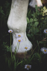 flowers and feet
