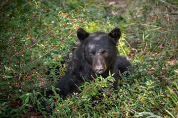 Fototapeta premium Young black bear in between berry patches during the summertime. Taken in Yukon Territory, Northern Canada. 