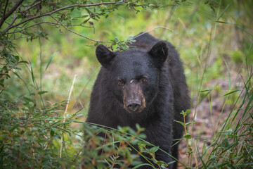 Fototapeta premium Young black bear in between berry patches during the summertime. Taken in Yukon Territory, Northern Canada. 
