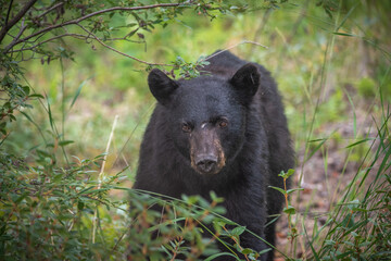 Young black bear in between berry patches during the summertime. Taken in Yukon Territory, Northern Canada. 