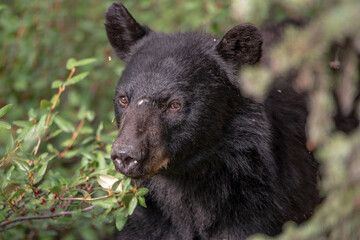 Fototapeta premium Young black bear in between berry patches during the summertime. Taken in Yukon Territory, Northern Canada. 