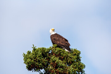 Beautiful bald eagle perched up on top of a tree with stunning blue sky background. 