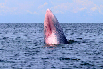 Bryde's whale or Eden's whale