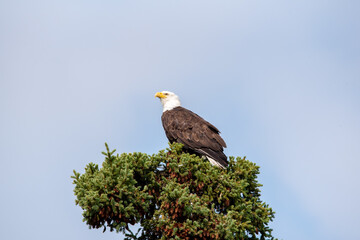 Beautiful bald eagle perched up on top of a tree with stunning blue sky background. 