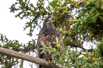 Juvenile bald eagle perched up a tree in the summertime with green tree background. 