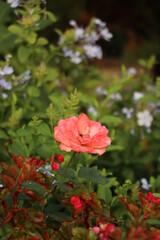 red rose in garden