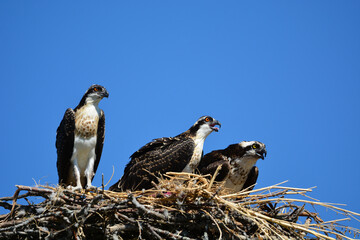 Family of Ospreys on nest