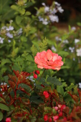 red rose in garden