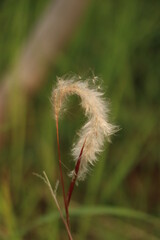 close up of dandelion