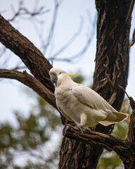 A Sulphur Crested Cockatoo