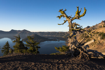 Early morning at Crater lake NP, Oregon. Wood snag with moss on the foreground