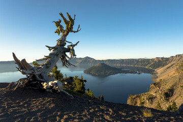 Early morning at Crater lake NP, Oregon. Wood snag with moss on the foreground