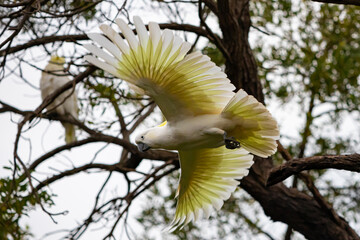 A Sulphur Crested Cockatoo