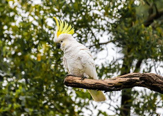 A Sulphur Crested Cockatoo