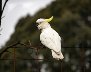 A Sulphur Crested Cockatoo