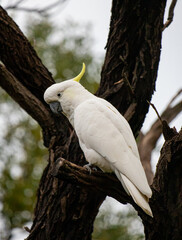 A Sulphur Crested Cockatoo